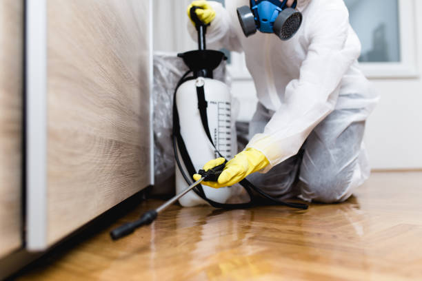 Best Local Pest Control Services  in Moapa Valley, NV