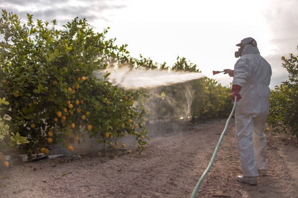 Professional Pest Control in Moapa Valley, NV