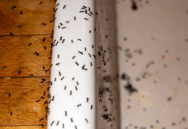 Best Emergency Pest Control  in Moapa Valley, NV