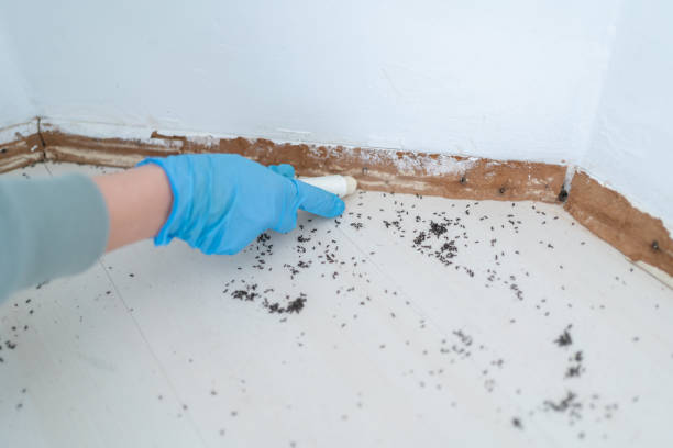 Best Emergency Pest Control  in Moapa Valley, NV